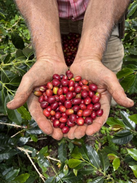 Coffee Tour in Garden Antioquia - From Medellín - Location and Reservation Flexibility