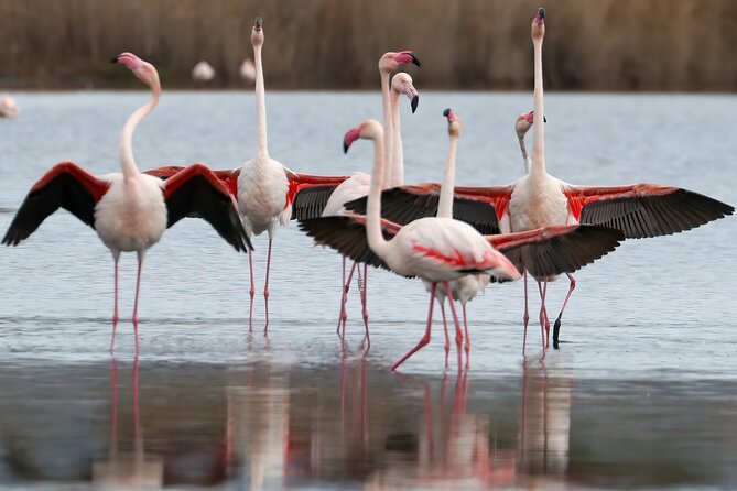 Combo: Cagliari Old Town and the Oasis of Flamingos - Visit to Natural Park