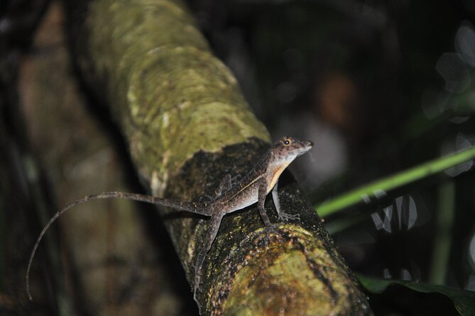 Corcovado Tour-1 Night at Sirena Station-Starting and Finishing in Drake Bay - Common questions