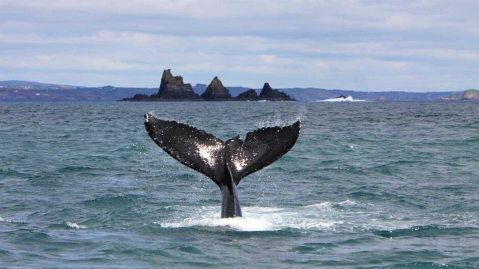 Cork: Fastnet Rock Lighthouse and Cape Clear Island Tour - Booking Information