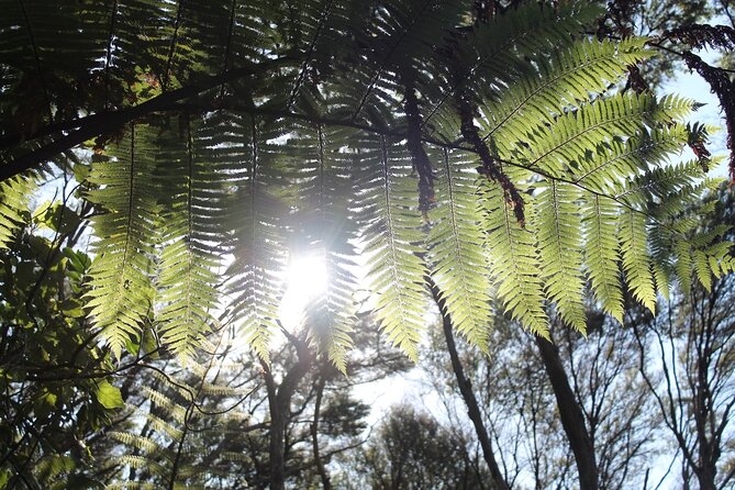 Coromandel Coastal Walkway: Full-Day Hike and Bike Tour - Pricing Details