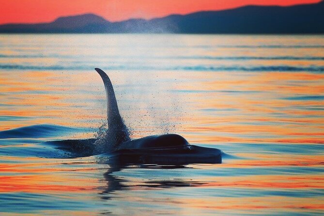Cowichan Bay Half Day Whale & Wildlife Adventure - Logistics and Accessibility