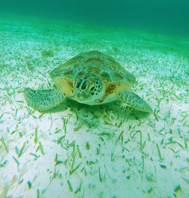 Cozumel: Starfish, Stingrays, and Turtle Bay Snorkeling Tour - Included Amenities