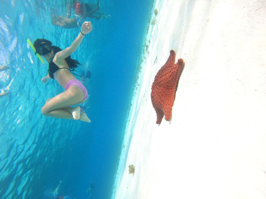 Cozumel: the Heavenly Sanctuary of Starfish - Explore Cielito Beach and Snorkel