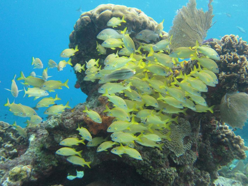 Cozumel: VIP Glass Bottom Boat & Snorkeling 3 Reefs Tour - Customer Reviews