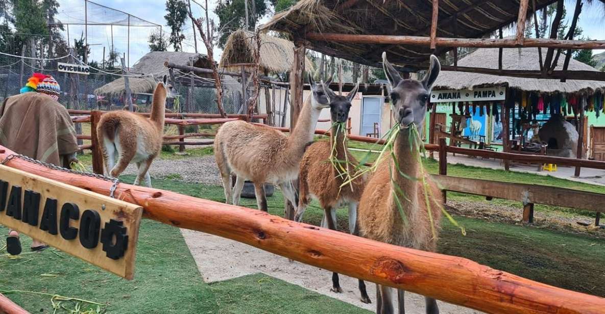 Cusco: Alpaca and Llama Farm Tour W/ Transfer & Weaving Demo - Activity Duration