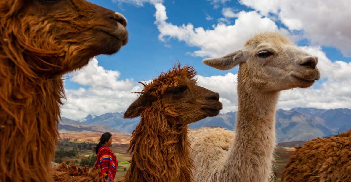 Cusco: Alpaca Therapy Healing With Clay Lunch - Private - Activity Highlights