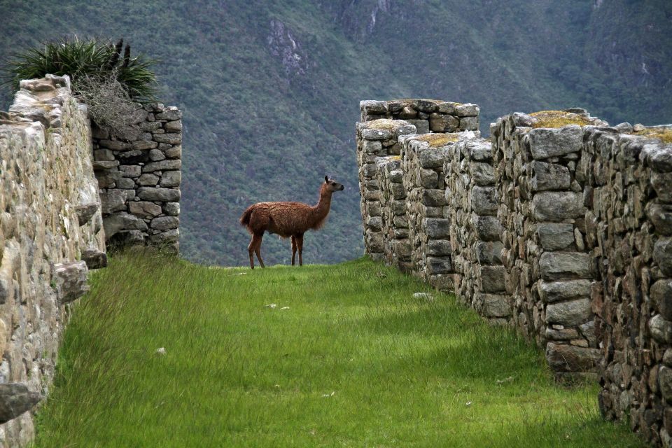 Cusco:Salkantay Trek 4 Days 3 Nights to Machu Picchu & Meals - Tour Information and Logistics