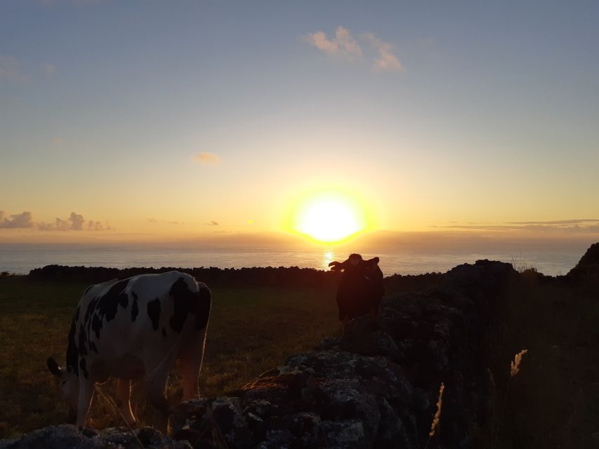 Dairy Farm Visit and Cow Milking Experience in Azores - Activity Highlights