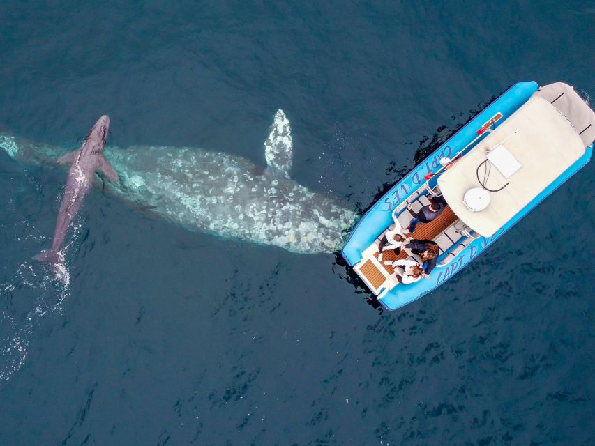 Dana Point Fast & Fun Zodiac-Style Dolphin & Whale Watching - Boat Cruise Description