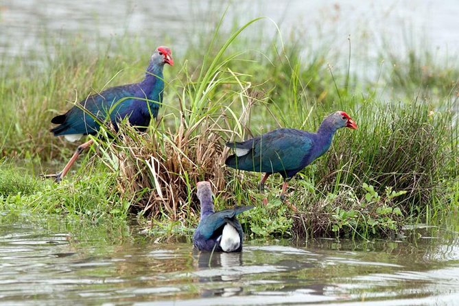 Day Tour to Anawilundawa Wetland Sanctuary - Pickup and Cancellation Policy