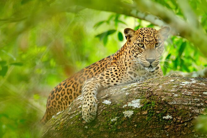 Day Tour to Wilpattu National Park From Colombo - Customer Reviews