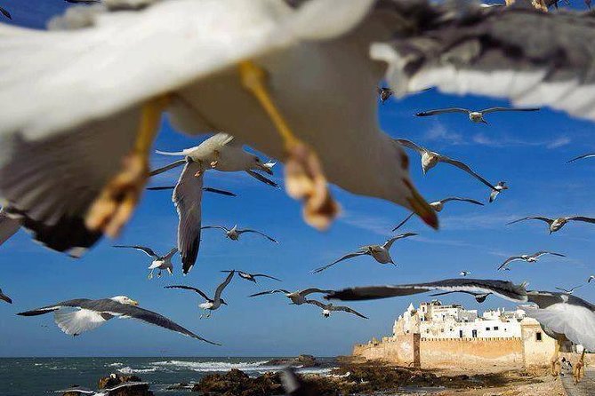 Day Trip to Essaouira the Portuguese Town From Agadir or Taghazout - Tour Itinerary and Activities