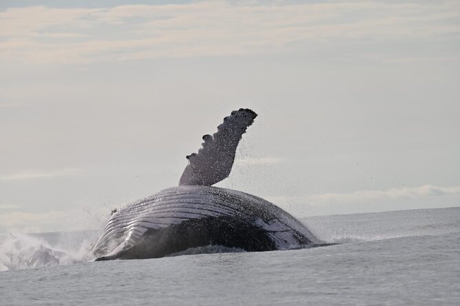 Day Trip – Whale Watching From Cali #Ecoliving - Common questions