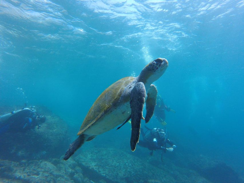 Deep Dive Discovery - Scuba Diving in Paracas - Inclusions