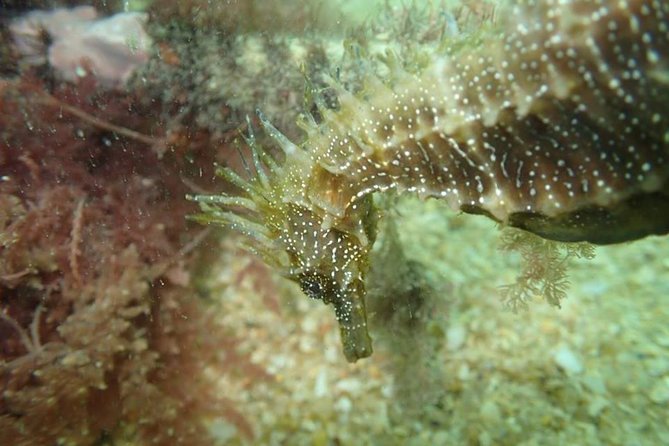 Discover Scuba Diving Course in Marine Reserve Near Lisbon - Accessibility Information