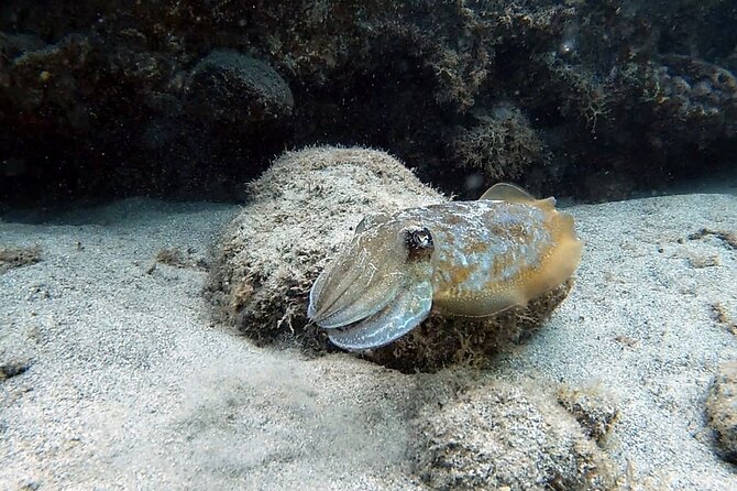 Discover Scuba Diving in Costa Calma - Common questions