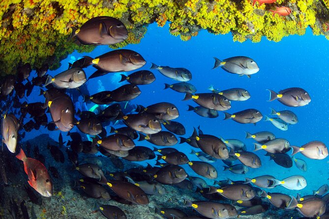 Discover Scuba Diving in Sal - Underwater Adventure in the Atlantic