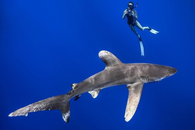 Dive With the Sharks, Moorea and Tahiti - Reviews and Feedback