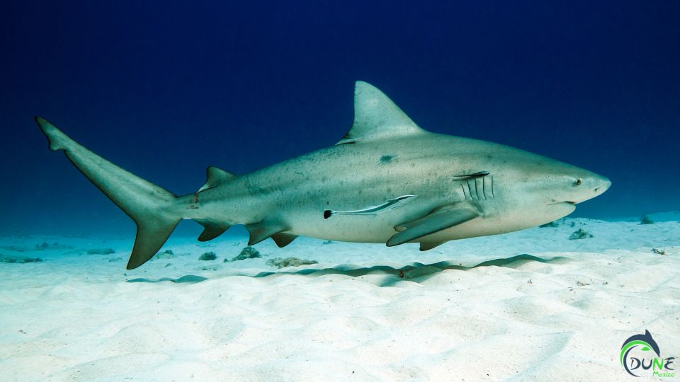 Diving Trip With Bull Sharks in Playa Del Carmen - Full Description