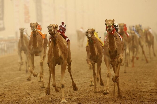 Doha, Qatar: Came Racing Track, Oryx & Sheikh Faisal Museum Tour. - Customer Support Details