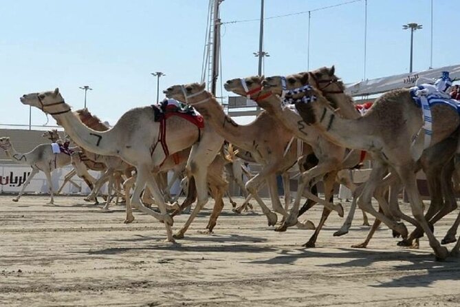 Doha Qatar Camel Race Track Visit West Coast Natural Attractions - Common questions