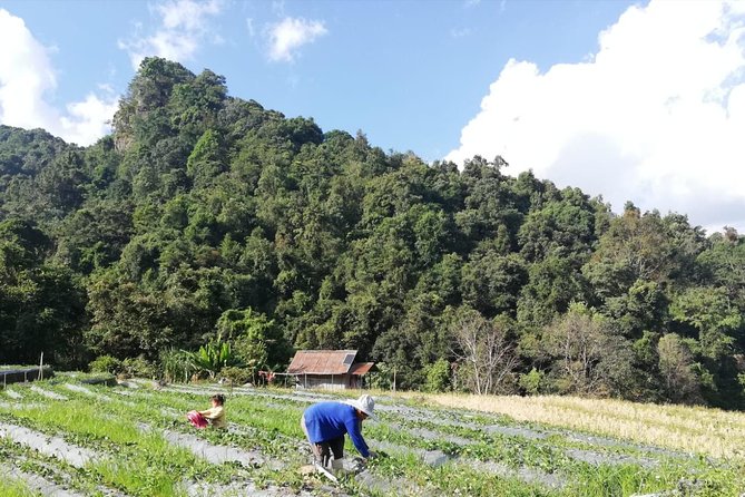 Doi Inthanon and Coffee Plantation Tour  - Chiang Mai - Cultural Encounters