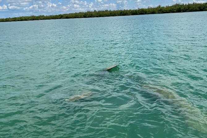 Dolphin and Manatee Tour of Marco Island by Kayak or SUP - Tour Location