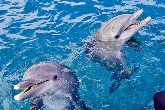 Dolphin House Royal VIP Sea Trip Water Sports Transfer HURGHADA - Customer Experiences