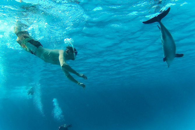 Dolphin Snorkeling Tour From Hurghada, Makadi or El Gouna - Family-Friendly Experience