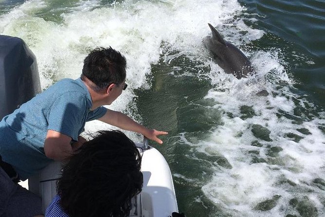 Dolphin Tours - Fort Myers Beach / Naples - Experience Details
