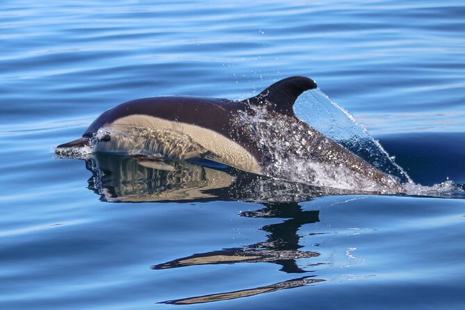 Dolphin Watching Along the Algarve Coast - Cancellation Policy and Refund Information