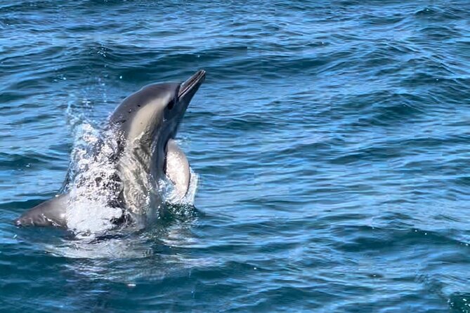 Dolphin Watching and Boat Tour in Sesimbra - Customer Feedback and Reviews