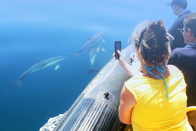 Dolphin Watching and Cave Tour From Vilamoura - Traveler Resources and Support