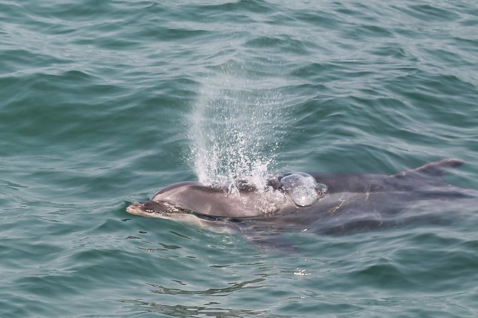 Dolphin Watching Tour by Catamaran From Lisbon - Booking and Cancellation Policy