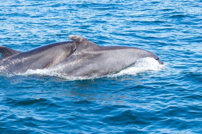 Dolphins and Caves Albufeira Marina Private Tour. - Customer Reviews