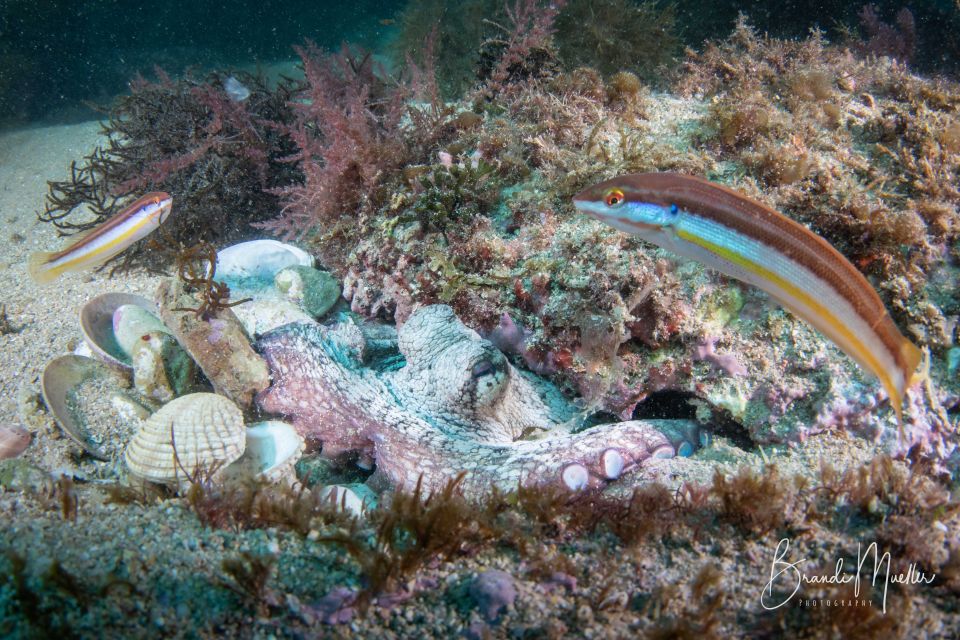 Double Scuba Dive on a Marine Reserve - Meeting Logistics