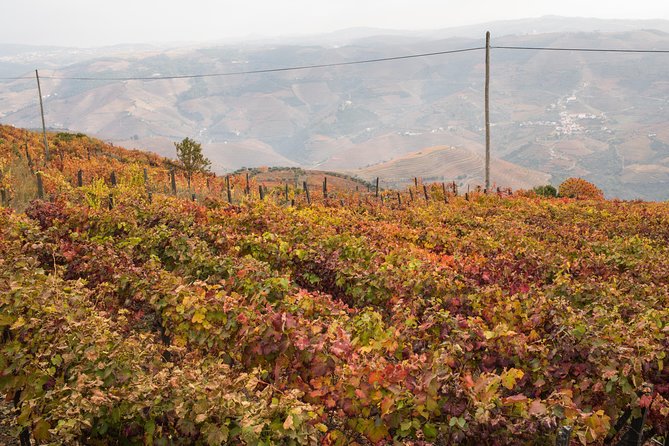 Douro Valley Small-Group Tour With Wine Tasting, Lunch and Optional Cruise - Guide Appreciation and Service