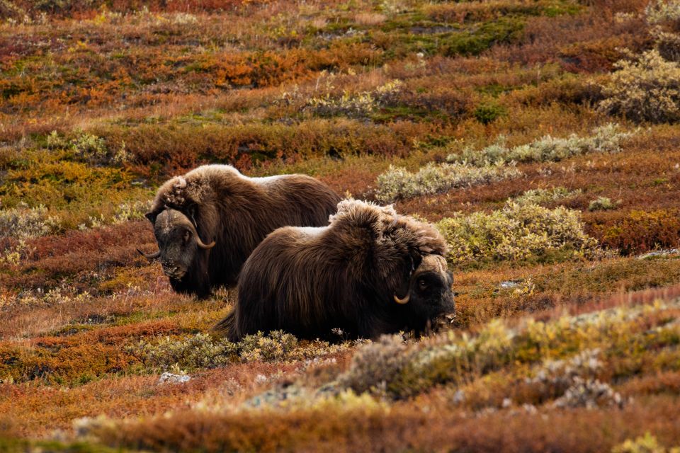 Dovrefjell National Park: Hiking Tour and Musk Ox Safari - Customer Reviews Summary