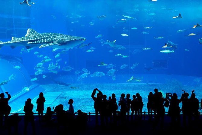 Dubai Mall Aquarium & Underwater Zoo - Booking Information