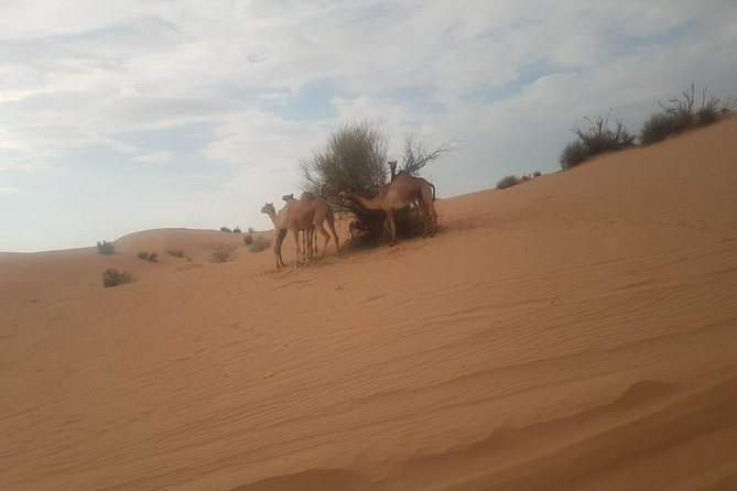 Dubai Red Dune Desert Safari: Camel Ride, Sandboarding & BBQ - Reviews and Ratings Comparison