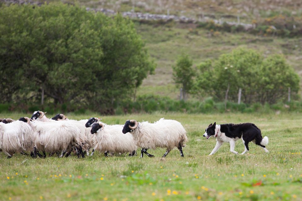 Dublin: Kilkenny, Wicklow, & Glendalough With Sheepdog Show - Participant Selection and Dates