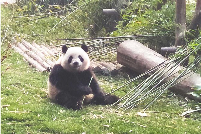 Dujiangyan Panda Base Volunteer Tour - Pricing and Reservations