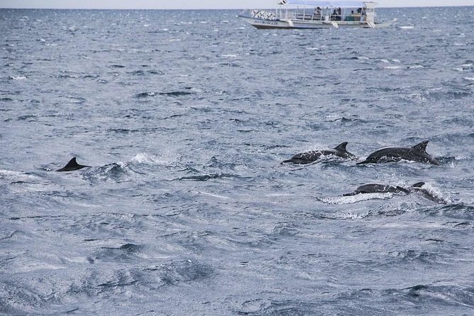 Dumaguete Dolphin Watching & Manjuyod Sandbar - Itinerary Details