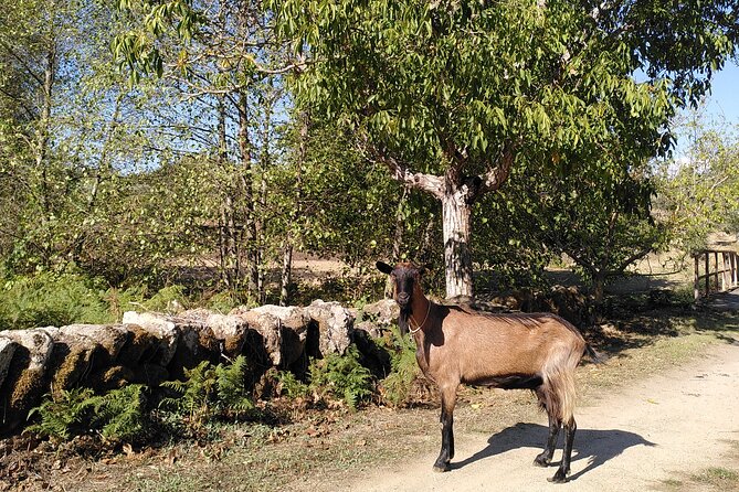 Educational Visit of a Certified Organic Micro Farm in Trancoso - Expectations During the Educational Tour