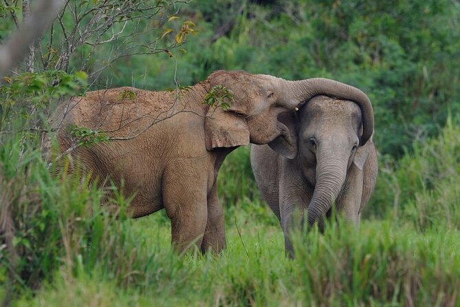 Elephant and Animal Watching in Kuiburi National Park - Join Afternoon Tour - Additional Information