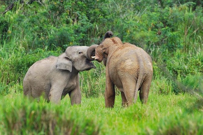 Elephant and Wildlife Watching in Kuiburi National Park - Private Afternoon Tour - Customer Support