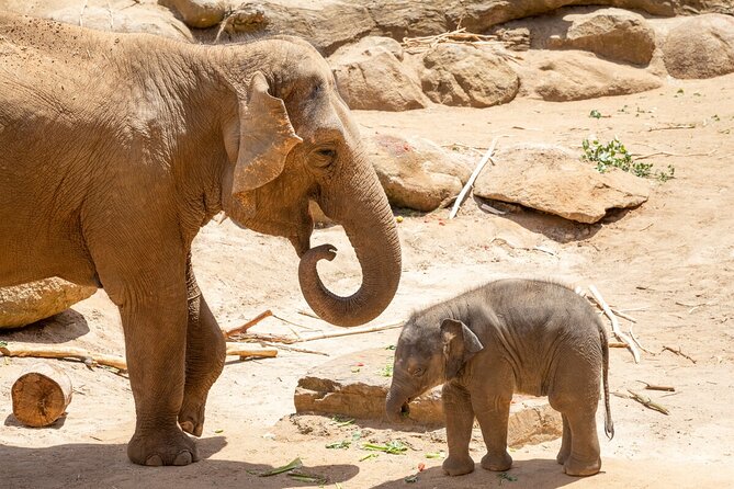 Elephant Experience at Melbourne Zoo - Additional Tour Information
