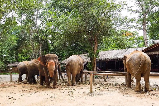 Elephant Haven Kanchanaburi With Private Transfer From Bangkok - Common questions