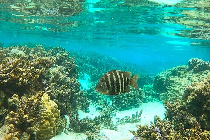 Enjoy Snorkeling With Our Multicolors Fishes in TAHAA FAMOUS CORAL GARDEN - Group Size and Participant Information